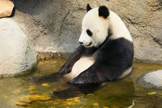 Fototapeta Giant panda sitting in water