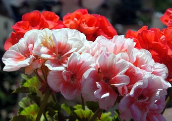pink and red flowers of geraniiium on balcony