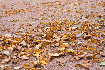 autumn leafs on stone  path