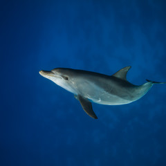 Red sea diving. Wild dolphin underwater swimming under surface with reflection