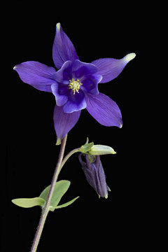 Fototapeta  Aquilegia flowers isolated on black background