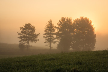 Plakat Sunrise at foggy meadow