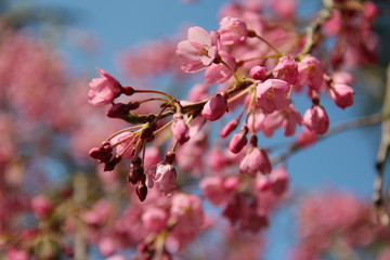 spring