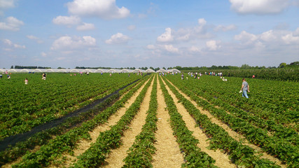 Erdbeerpfl&uuml;cken