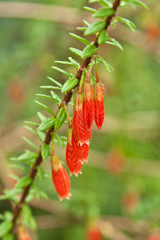 flower on natural background