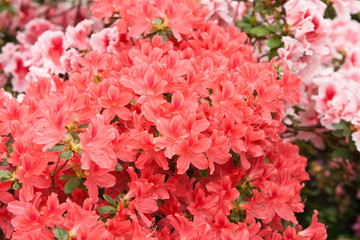 much bright flowers on bush