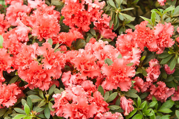 much bright flowers on bush