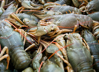 living crawfish