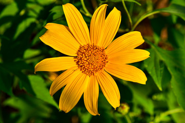 Mexican sunflower