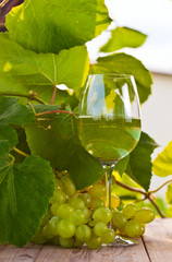 green grape and white wine in vineyard