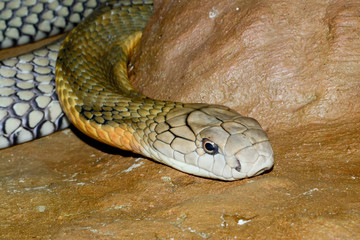 King cobra