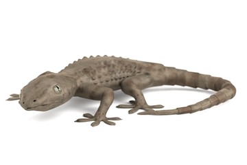 3d render of tarentola mauritanica