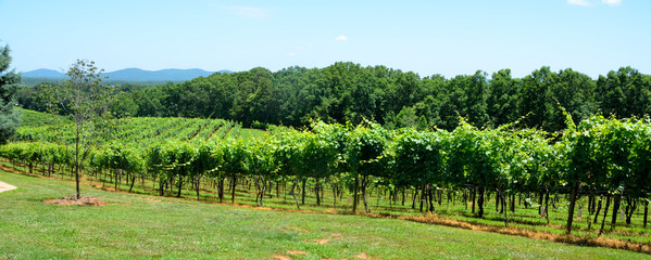 Fototapeta na wymiar Vineyards of North Georgia, USA