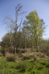 view of trees on the Somerset Levels