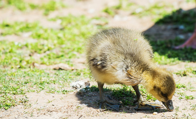 greylag goose gosling looking for food on grass