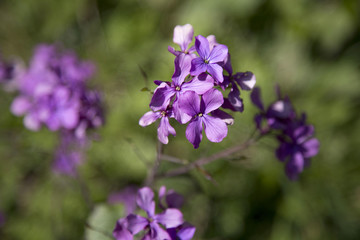 Fototapeta premium Pretty purple flowers