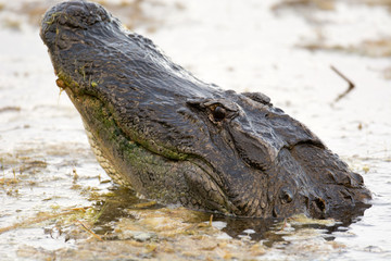 Obraz premium Large American alligator in The water