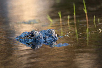 Large American alligator in The water