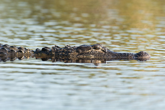 Large American alligator in The water