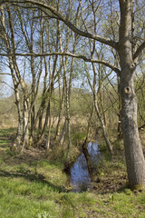 view of trees on the Somerset Levels