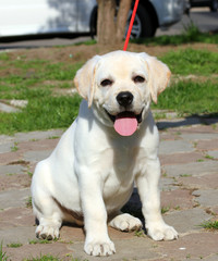 a yellow happy labrador puppy in garden
