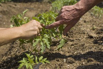 Growing tomatoes