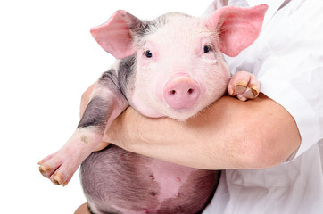 Portrait of a cute little pig on hands at the vet