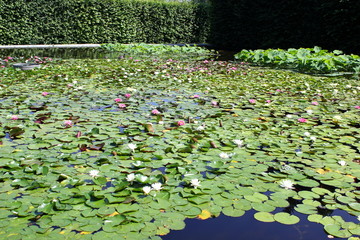 Ein großer Teich voll mit bunten, blühenden Seerosen