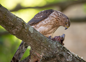 Cooper's hawk feeding on bird