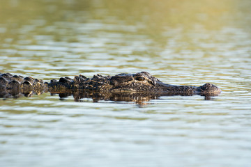Large American alligator in The water