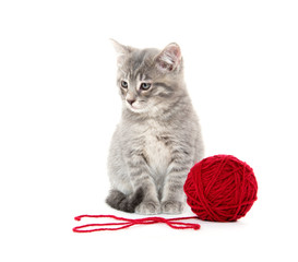 Cute gray tabby kitten with red yarn