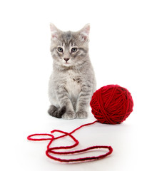 Cute gray tabby kitten with red yarn