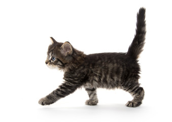 Cute baby tabby kitten on white