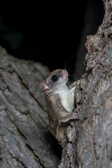 Fkying squirrel on a tree