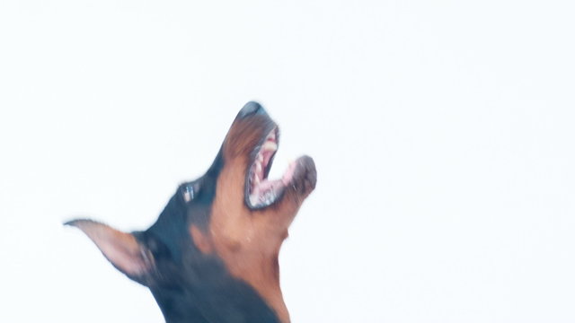 Close-up side view of barking dobermann pincher