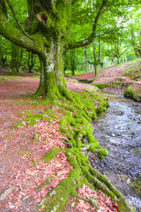 Otzarreta beech forest, Gorbea Natural Park, Bizkaia (Spain)