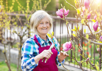 Woman pruning magnolia tree