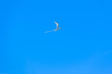 paille-en-queue dans le bleu du ciel réunionnais 