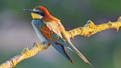 Walking in the rays of the sun/European bee-eater