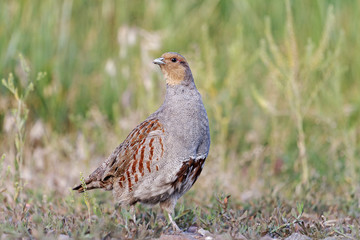 Chicken breast/Grey partridge