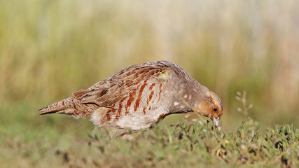 dinner partridge/Grey partridge
