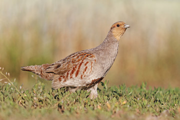 interesting chicken/Grey partridge