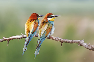 colored couple/European bee-eater