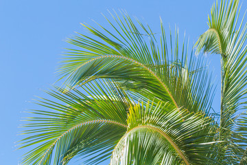 Fototapeta premium palmes de cocotier sur fond de ciel bleu 
