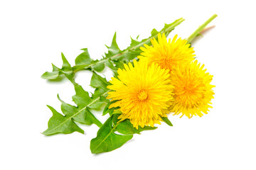 Naklejka premium Healing herbs. Dandelion isolated on white background