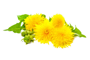 Healing herbs. Dandelion isolated on white background