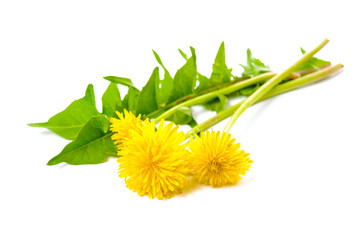 Healing herbs. Dandelion isolated on white background