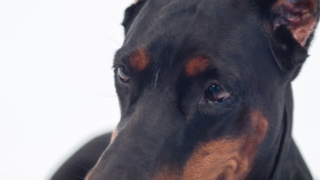 Close-up of eyes of dobermann 