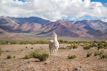 White Llama Standing at the Andres
