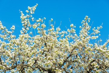 Spring, outdoor, sunlight.